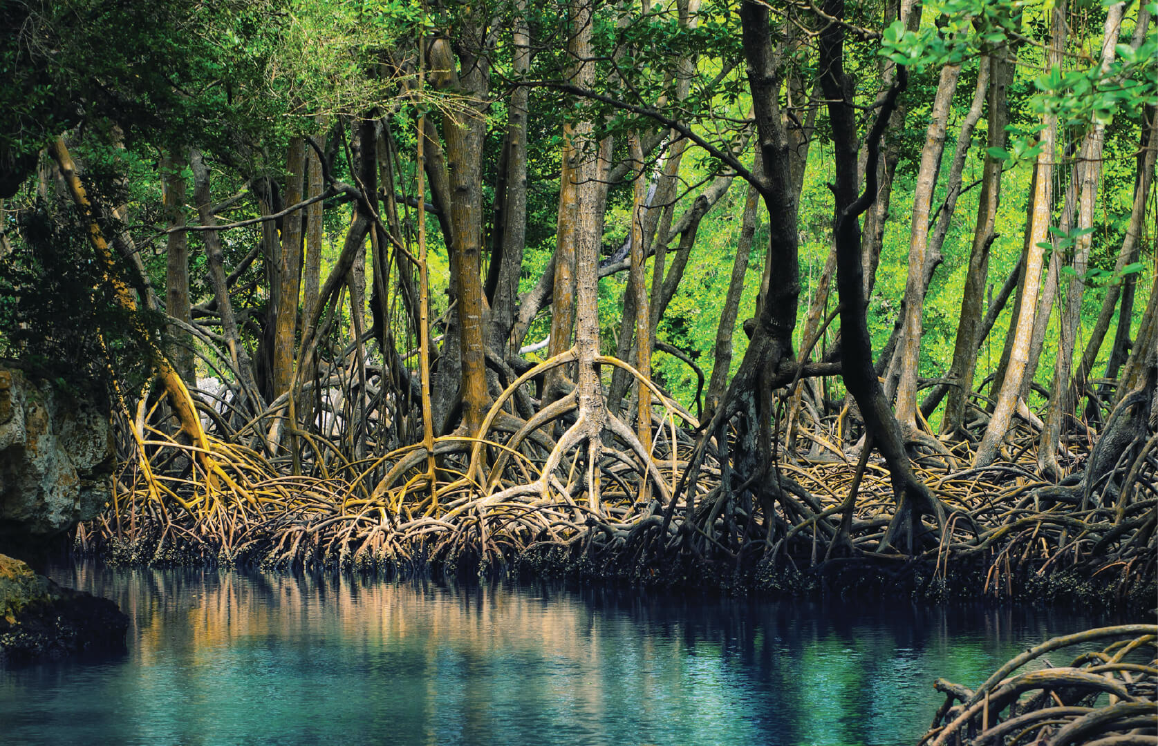 Mangrove preservation